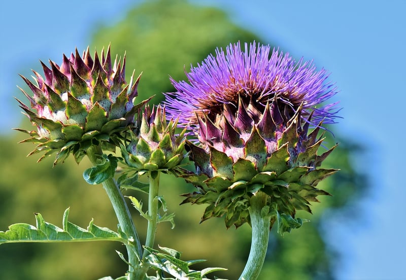 Edible Plants for Urban Gardens