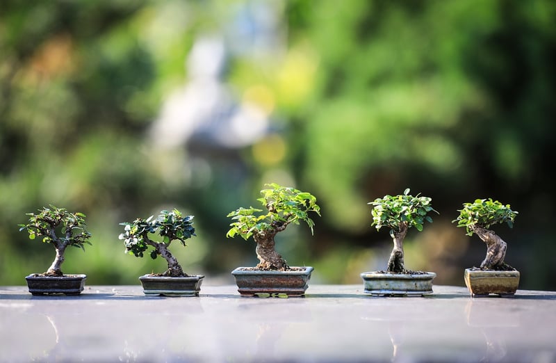 Indoor Garden