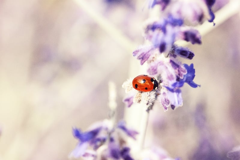 Ladybug