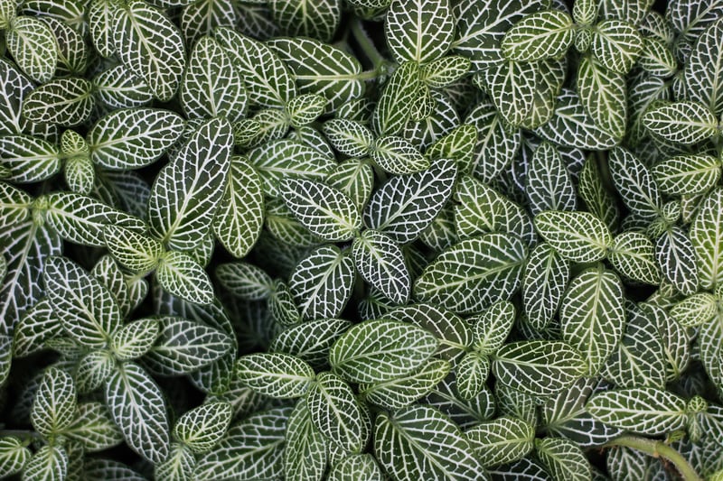 Pothos
