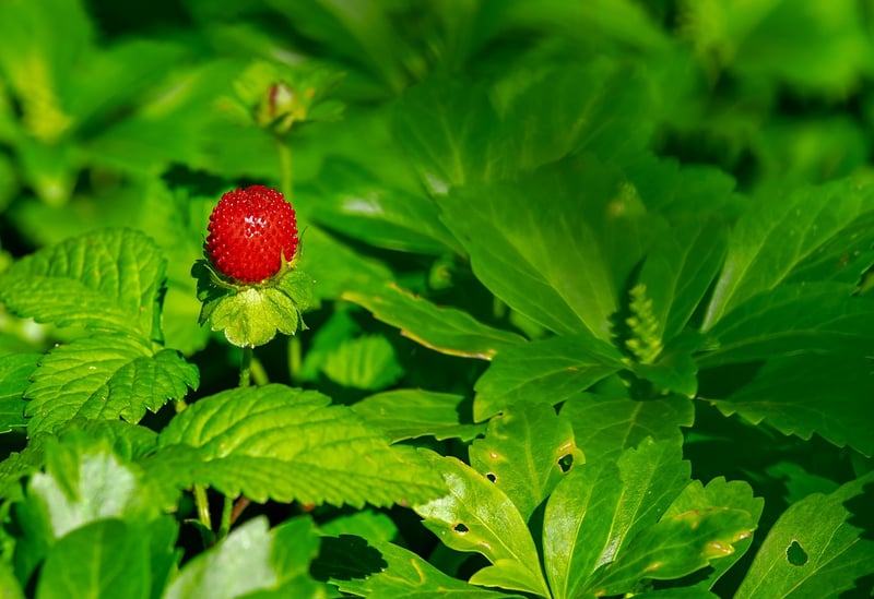 Strawberries in a container