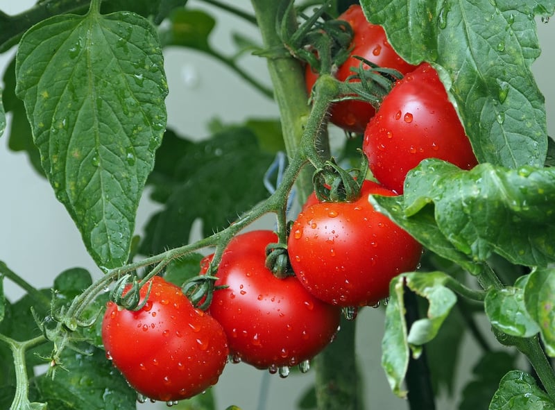 Tomato plants in containers